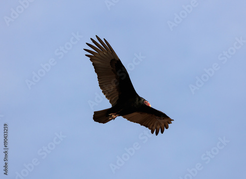 Turkey vulture © Martin Belli