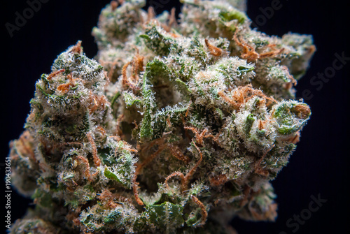 Cannabis Nug - Strain: Jack Herer
