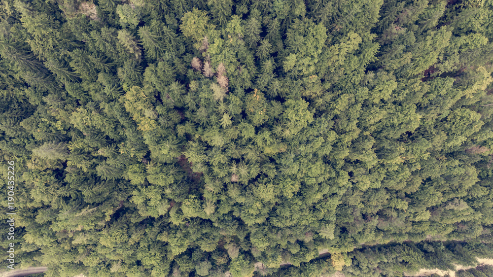 Drop down view of tree tops. Drop down view of tree tops.