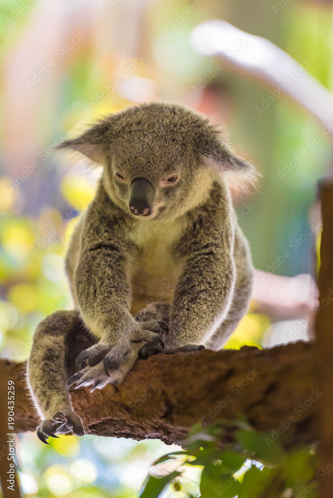 Fototapeta premium Portrait of koala marsupial native to Australia