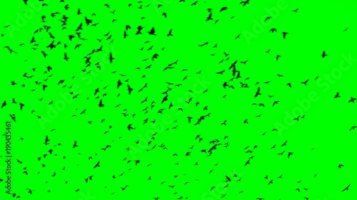 Flock of birds flying over green background
