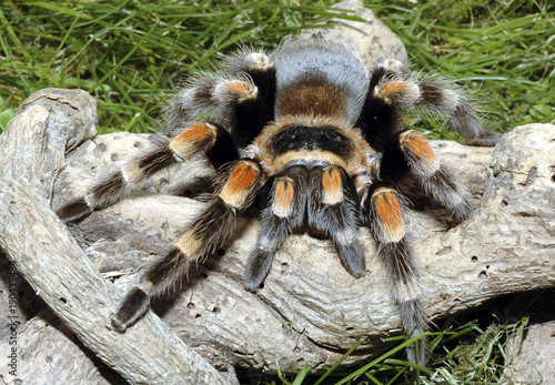 mygale mexicaine brachypelma smithi