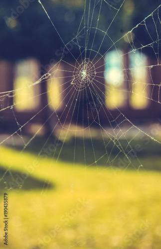 Spider web (ID: 190435879)