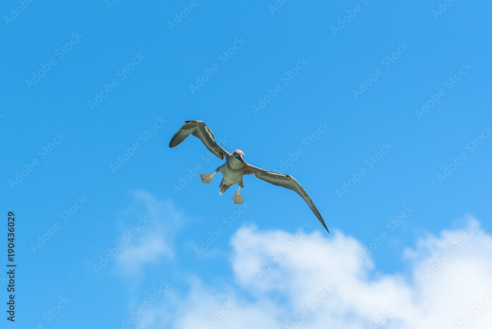 Fototapeta premium Brown booby, exotic bird landing, blue sky 