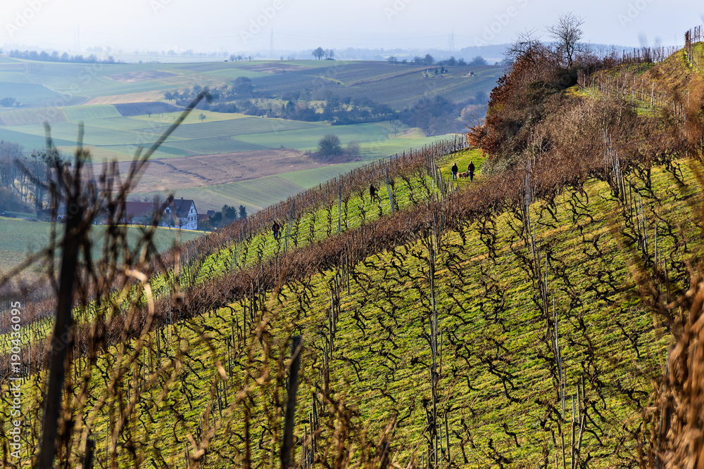 Fototapeta premium Landschaft, Weinberge, Reben und viel Erholung