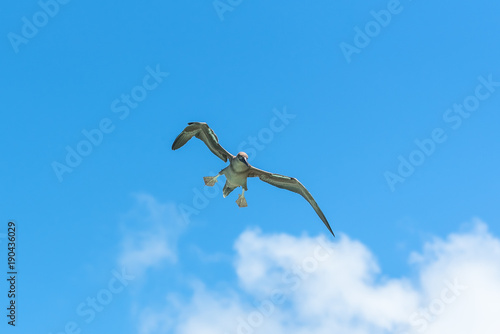 Brown booby, exotic bird landing, blue sky 
