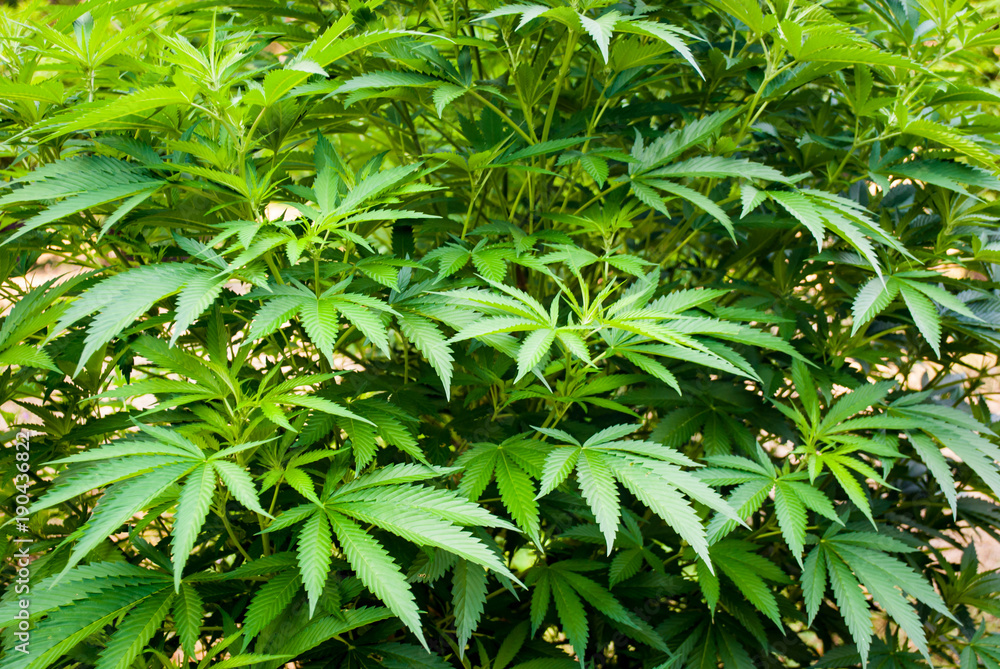 Cannabis Farm Cannabis Farm