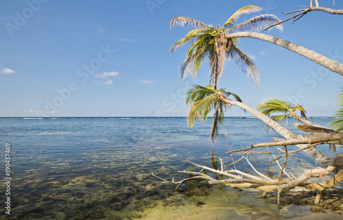 Palm trees hang over the Caribbean Sea and shallow coral reefs at Cahuita National Park  Costa Rica.