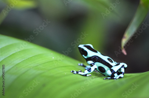 A green and black poison dart frog (Dendrobates auratus) sits on a banana leaf in Costa Rica.