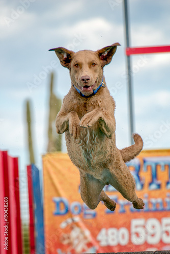 Dock Jumping Dogs