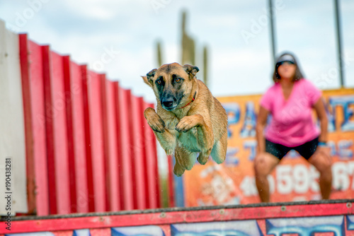 Dock Jumping Dogs