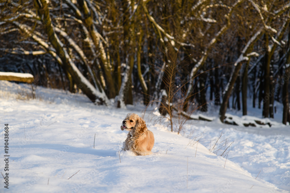 American cocker spaniel against background of a snowy forest. A dog stands in a snowdrift and looks away.