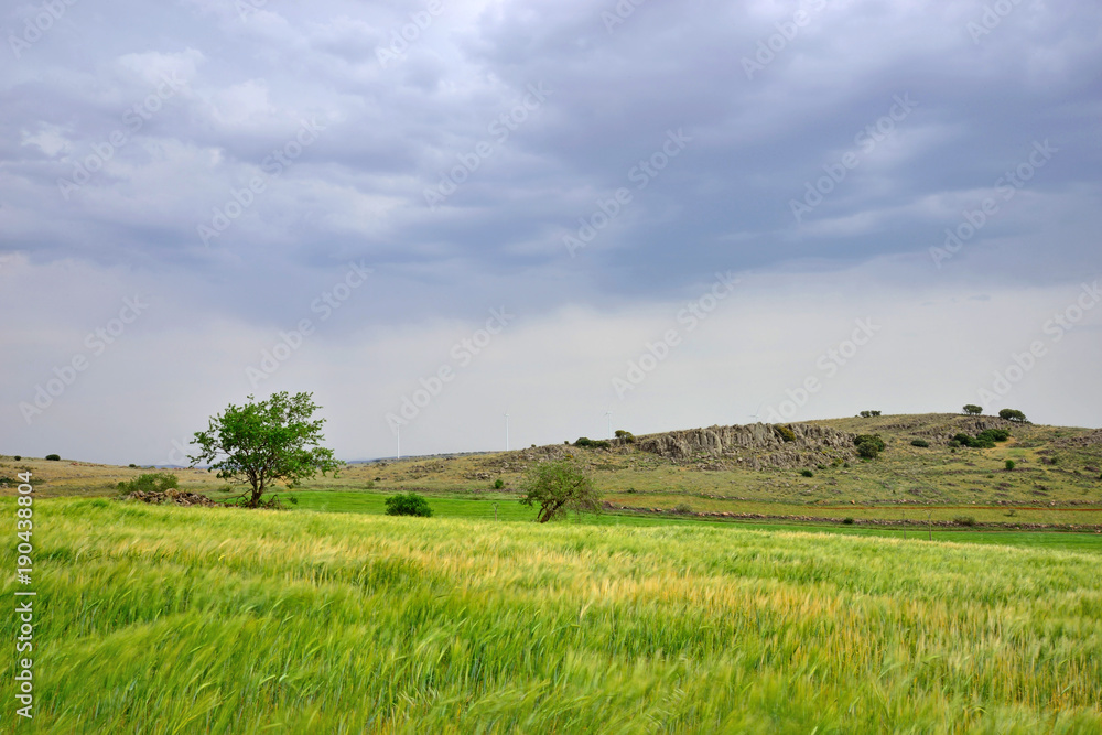 Sowing of wheat in Almagro, Spain.