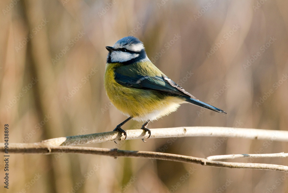 Obraz premium Blaumeiste auf einem Zweig in der Natur