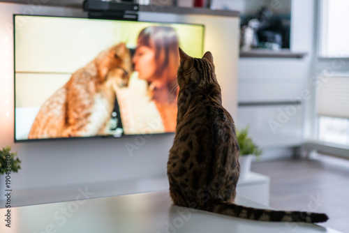 Cute bengal cat watching TV