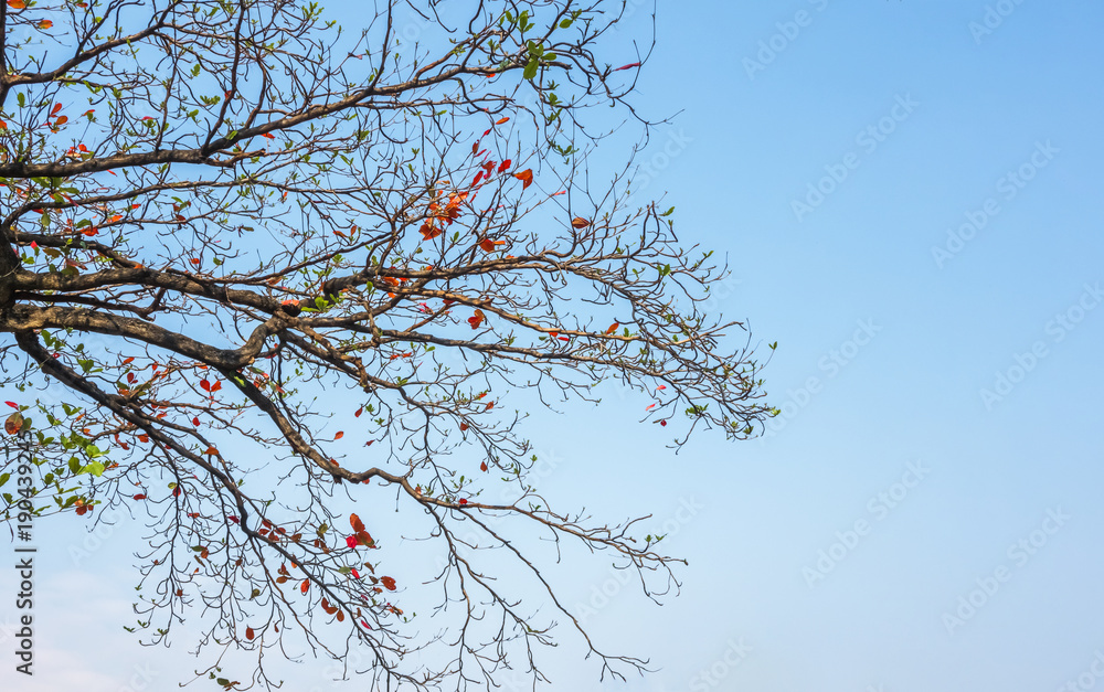 Branches of trees in autumn