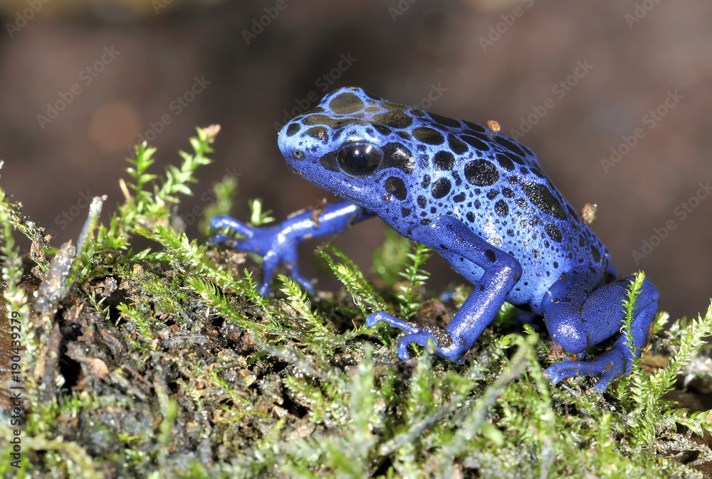 Obraz premium dendrobate azureus