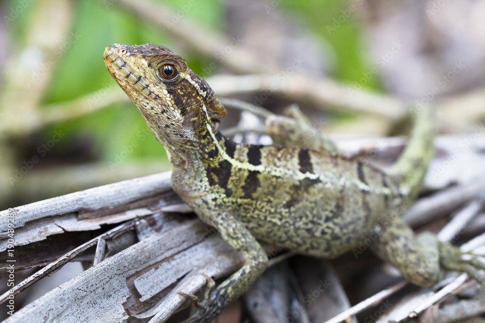 A striped basilisk (Basiliscus vittatus) resting on the forest floor in Costa Rica. A striped basilisk (Basiliscus vittatus) resting on the forest floor in Costa Rica.
