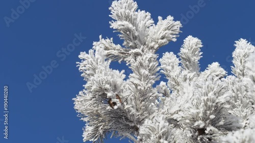 Winter landscape. Growth against the blue sky.