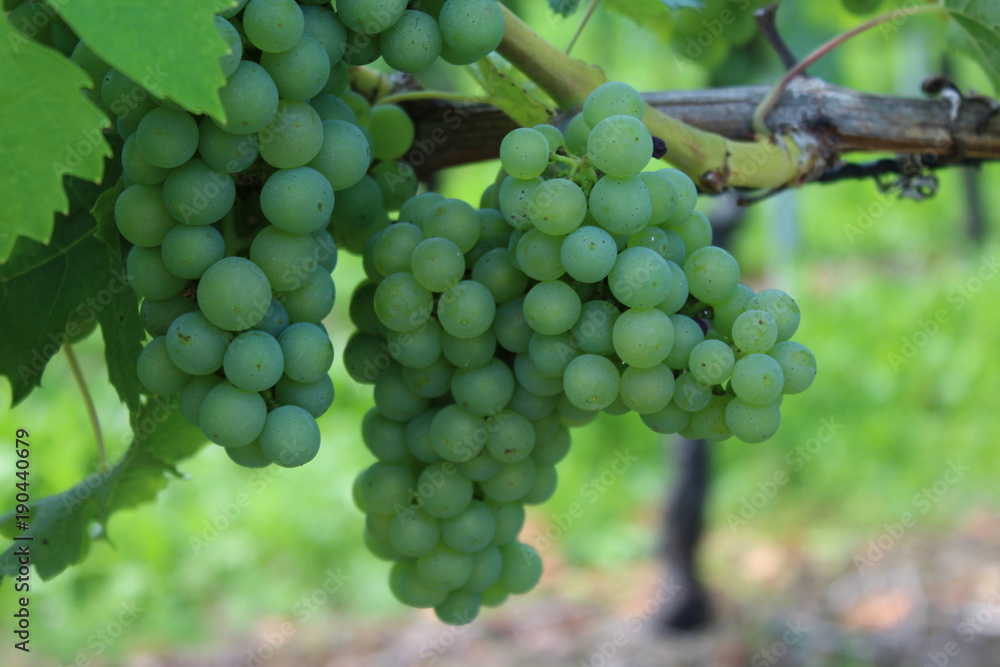traube trauben wein weinlese rebe rebberg traube trauben wein weinlese rebe rebberg