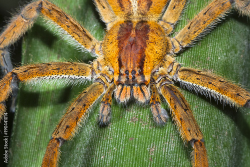 A brazilian wandering spider (Phoneutria sp.) waits in ambush on a leaf at night in Costa Rica.