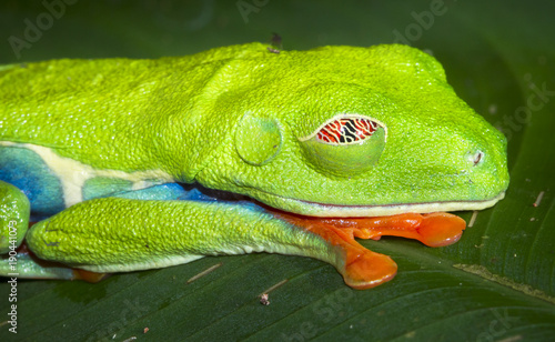 A red eyed treefrog (Agalychnis callidryas) sleeps on a leaf at night in Tortuguero National Park, Costa Rica. photo