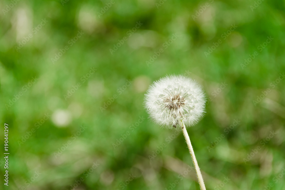 dandelion herbs with defocused background in spring dandelion herbs with defocused background in spring