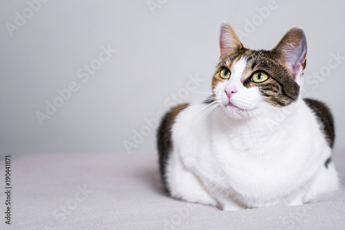 Cute kitten looking up on a comfortable bed