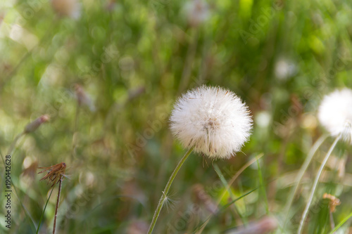 dandelion herbs with defocused background in spring