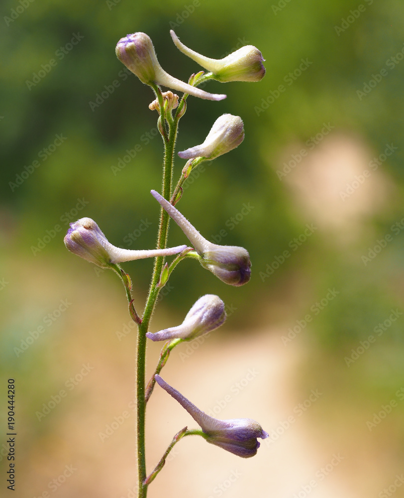 Wild plant in Algarve, Portugal