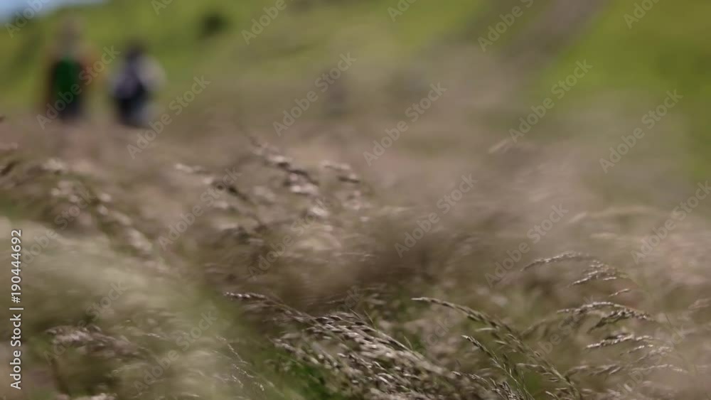A walk through a trail in the mountains with tall grass. POV steadicam slow motion shot. A walk through a trail in the mountains with tall grass. POV steadicam slow motion shot.