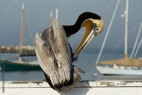 Pelican on the Pier