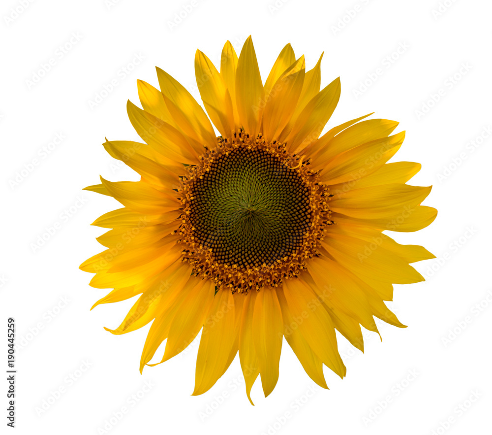 Sunflower close-up isolated on white background. Sunflower close-up isolated on white background.