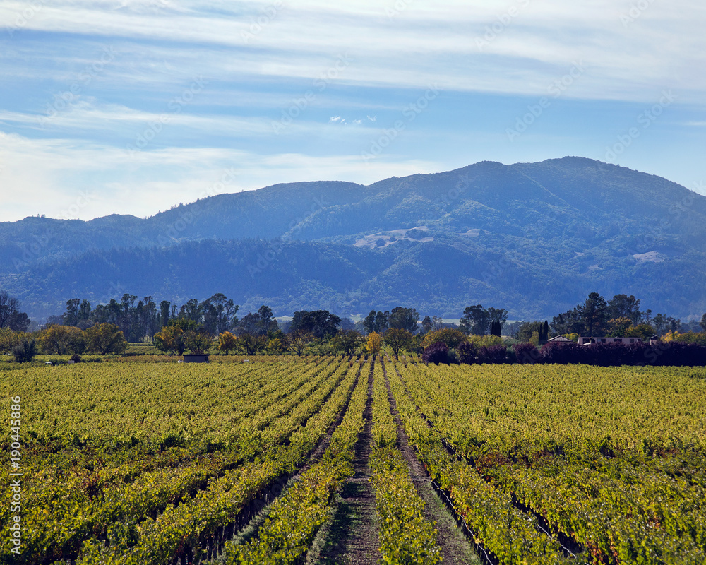 California Vineyard with Mountains