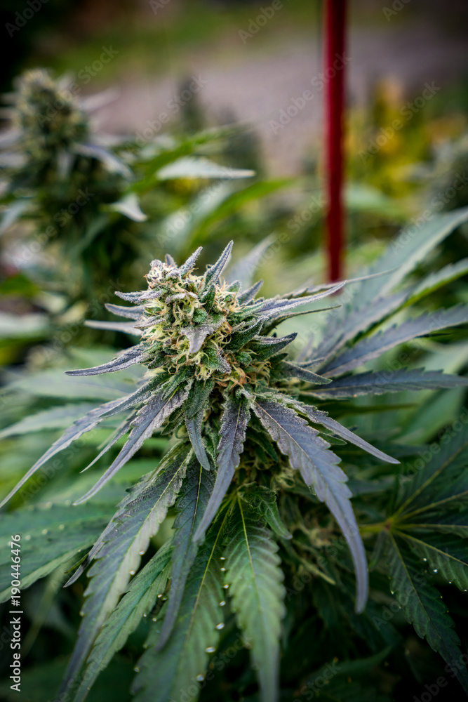 Fototapeta premium Cannabis Live Plant - Strain: Blue Widow