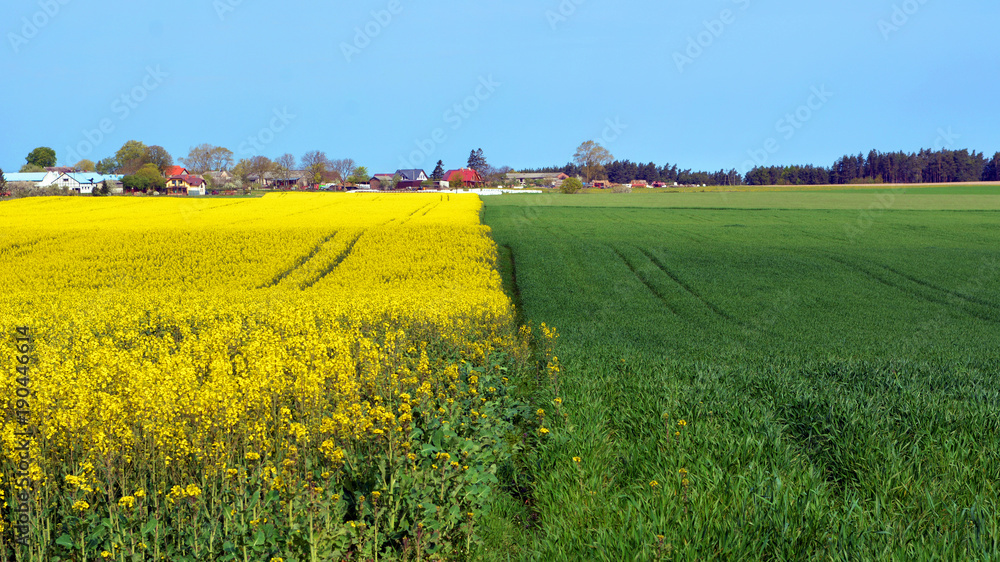 Traditional farmhouse behind a yellow blooming rape filed in Poland