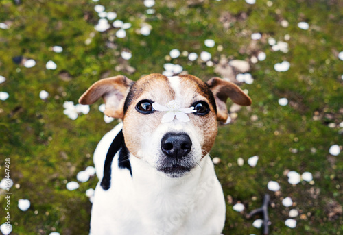 Fototapeta Naklejka Na Ścianę i Meble -  Adorable jack russell terrier dog looking at camera with cherry flower on nose and sitting in grass with white petals. Spring is coming concept