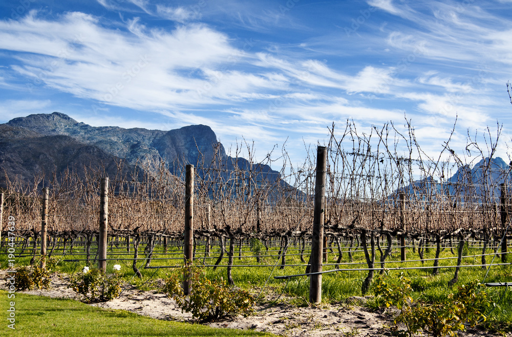 Obraz premium Franschoek Vineyards