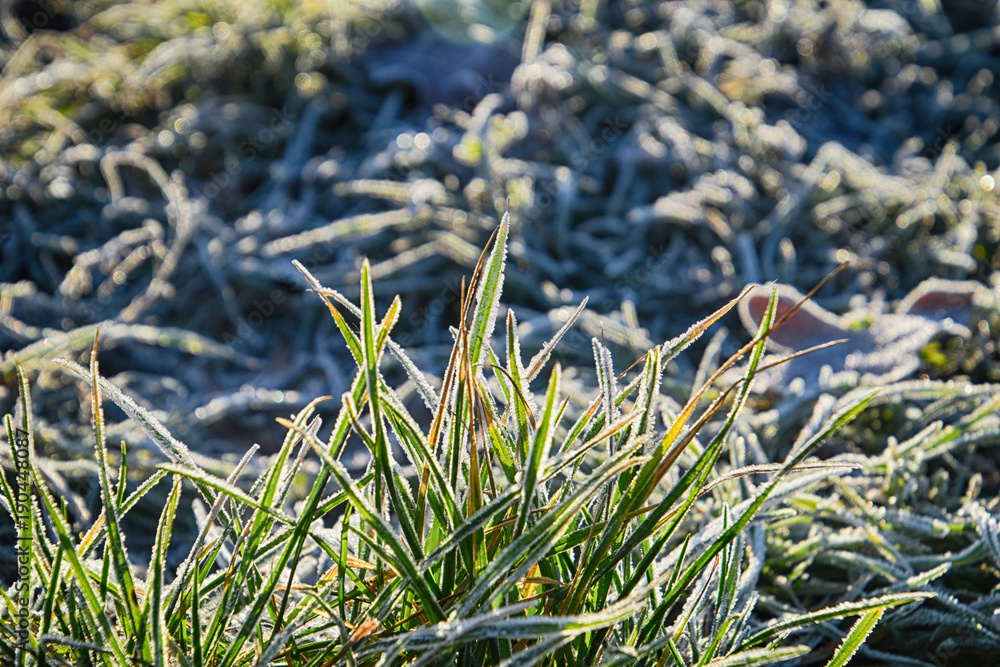 green grass covered with frost in the morning light green grass covered with frost in the morning light