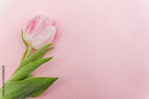 Light pastel pink tulips on the pink background. Flat lay, top view. Valentines background. Spring greeting card happy mother day copy space 