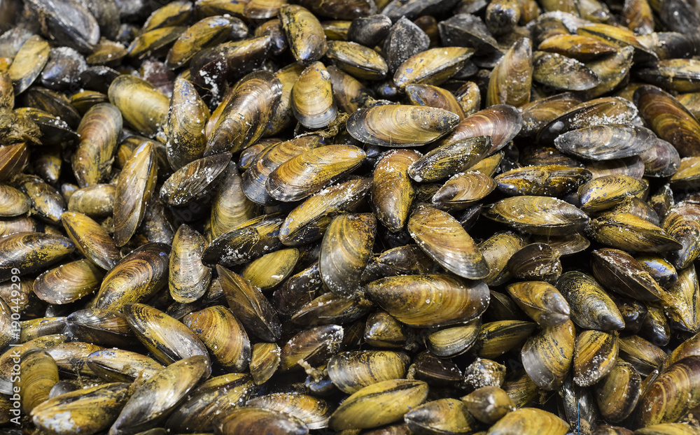 Background of edible raw shellfish shells on the market shelves Background of edible raw shellfish shells on the market shelves