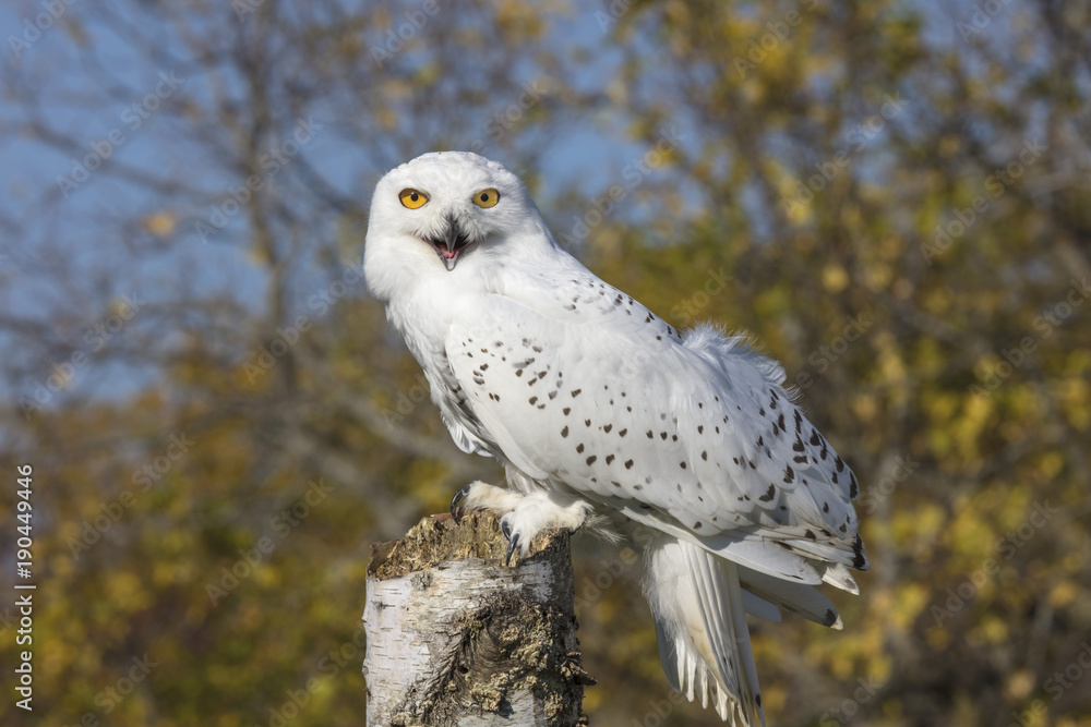 Fototapeta premium Snowy Owl