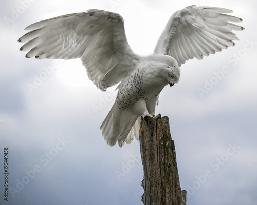 Snowy Owl