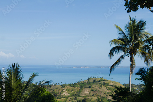 palm tree with carribean sea background