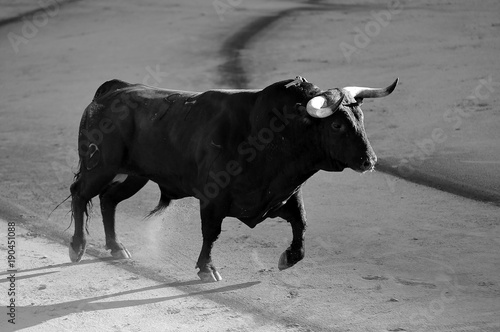 bull in spain