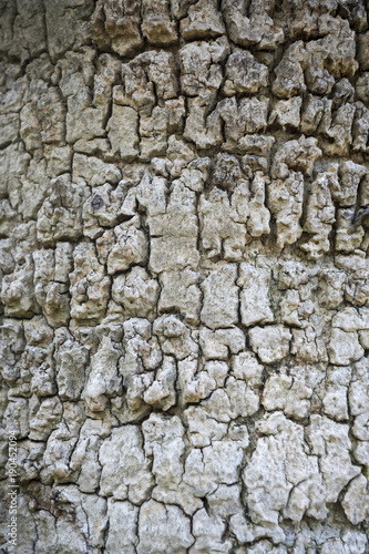 Textured close-up of dry cracks and crevices in the bark of a tree trunk