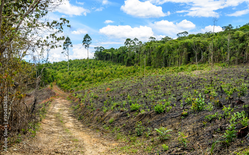 A dirt road in the eucalyptus production forest in  Minas Gerais , Brazil.