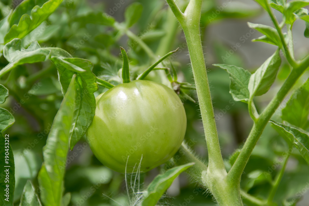 unripe green cherry tomatoes on the plant unripe green cherry tomatoes on the plant