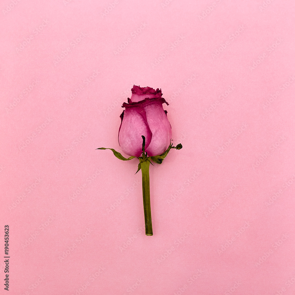Fototapeta premium Rose flower Top view Rose on a short stem is lying on a pink background Flat lay photo mockup with empty space for text