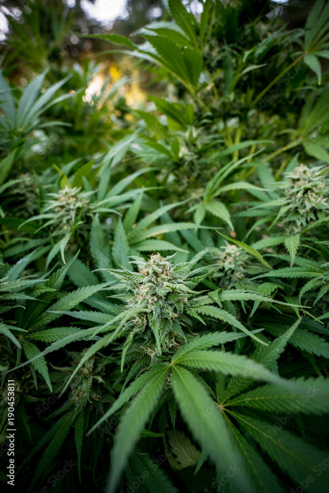 Cannabis Live Plant - Strain: LSD Cannabis Live Plant - Strain: LSD